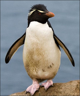 20120520-penguins Rockhopper_Penguin.jpg
